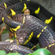 Snek